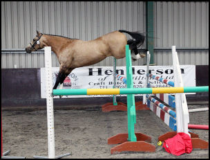 Blacklaw Pelorus Scottish Sports Horse Grading